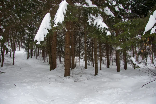 Δάσος Χιόνι Χειμώνα Κατά Διάρκεια Της Ημέρας — Φωτογραφία Αρχείου