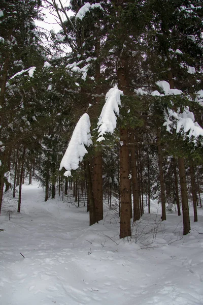 Δάσος Χιόνι Χειμώνα Κατά Διάρκεια Της Ημέρας — Φωτογραφία Αρχείου