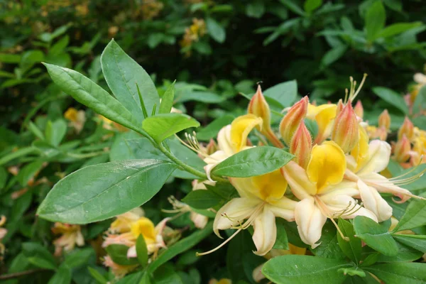 Färgglada Blommor Växer Utomhus — Stockfoto