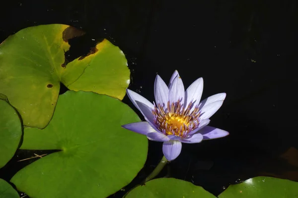blue nile water lily