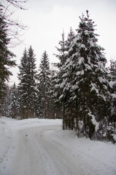 Árboles Cubiertos Nieve Bosque —  Fotos de Stock