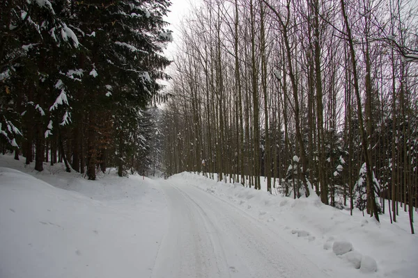 Árboles Cubiertos Nieve Bosque — Foto de Stock