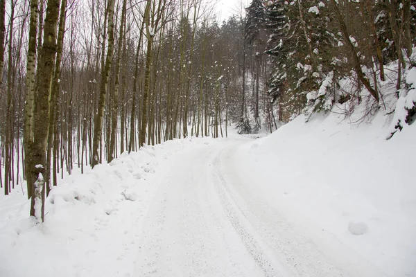 Bosque Invierno Cubierto Nieve — Foto de Stock