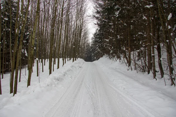 Bosque Invierno Cubierto Nieve —  Fotos de Stock