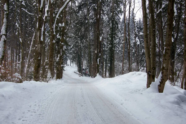 Bosque Invierno Cubierto Nieve —  Fotos de Stock