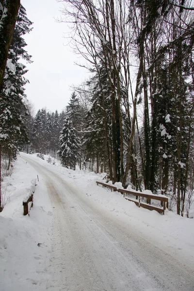 Erdő Télen Borítja — Stock Fotó