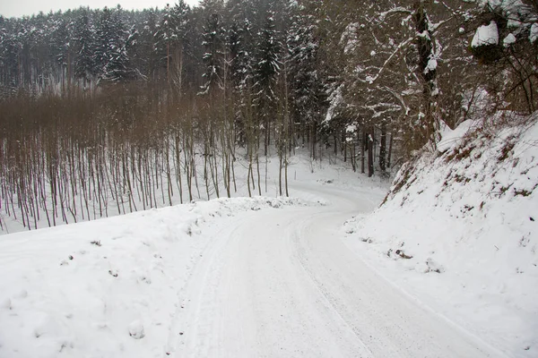 Árboles Cubiertos Nieve Bosque —  Fotos de Stock