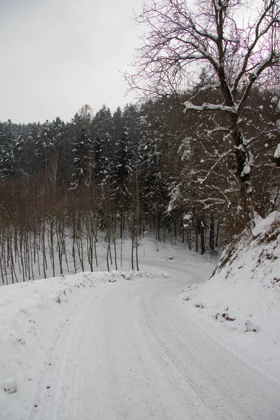 Floresta Inverno Neve Coberta — Fotografia de Stock