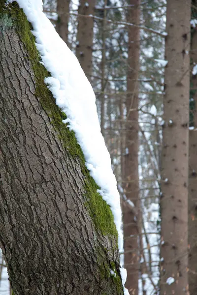 Schneebedeckte Bäume Wald — Stockfoto