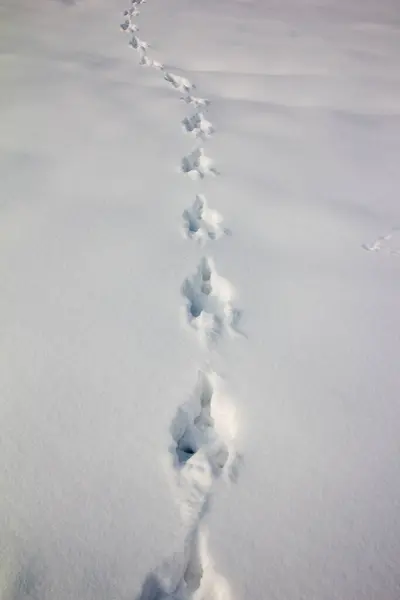 Trilhas Animais Neve Inverno Durante Dia — Fotografia de Stock