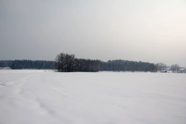 Paisaje Forestal Con Nieve — Foto de Stock