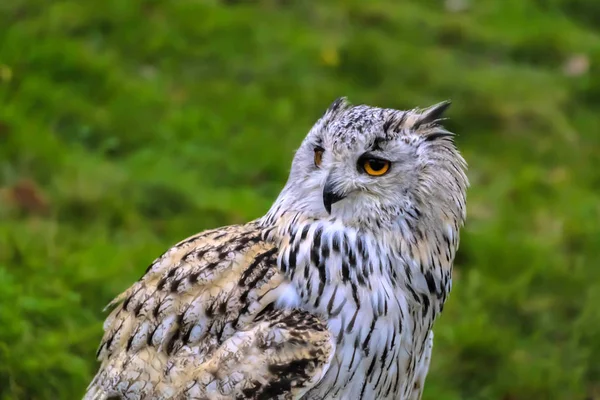 closeup view of eagle owl at wild nature