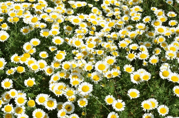 Buraki Pełne Kwiatów Rumianku — Zdjęcie stockowe