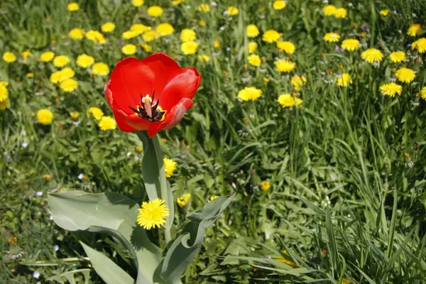 Papoila Vermelha Prado Arredondado Por Flores Amarelas — Fotografia de Stock