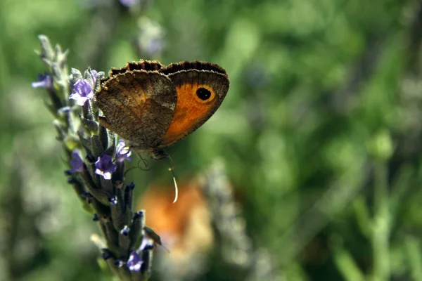 Papillon Sur Fleur Lavande — Photo