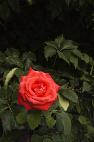 Rosa Roja Arbusto Verde — Foto de Stock