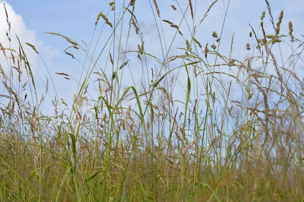 Uitzicht Prachtige Groene Weide — Stockfoto