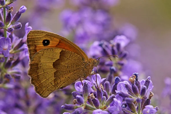 Boeuf Oeil Maniola Jurtinia Sur Lavande Lavandula Angustifolia — Photo