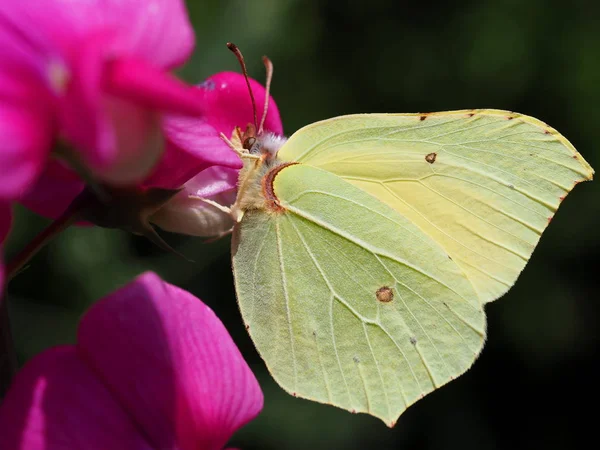 Farfalle Limone Sulla Veccia Recinzione — Foto Stock