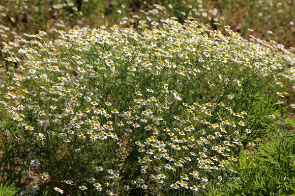 本物のカモミールの開花 Matricaria Chamomilla — ストック写真