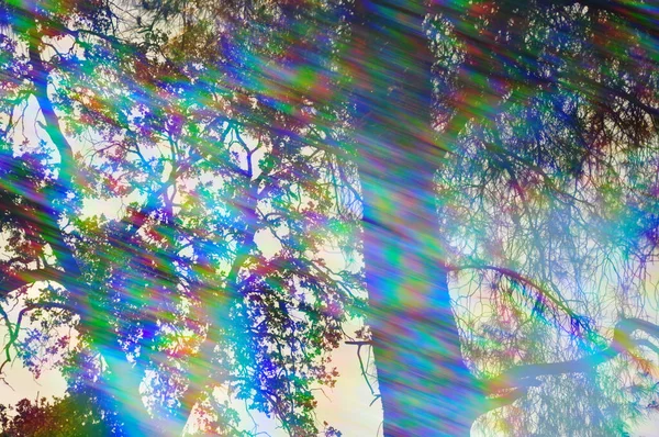 Ljusstrålar Spektrum Färger Och Trädgrenar Solig Dag Abstrakta Skogsreflektioner Genom — Stockfoto