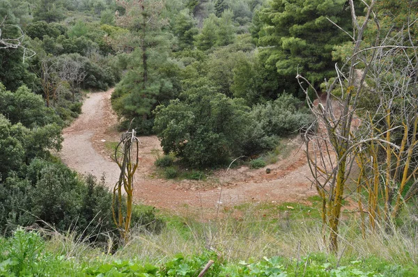 Erodierte Wege Und Bäume Einem Wald Naturlandschaft — Stockfoto