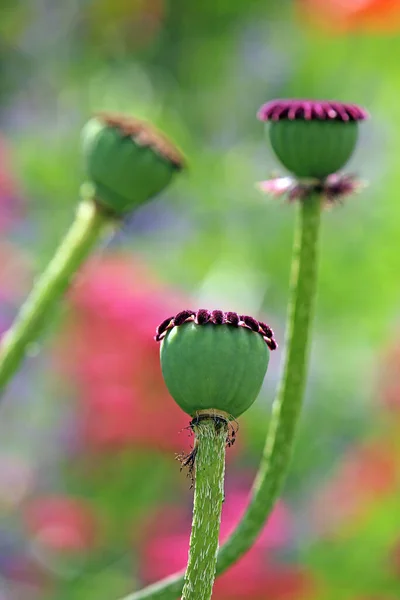 Trois Capsules Pavot Dans Jardin Herbes — Photo