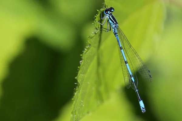 Nalı Azurjungerları Coenagrion Puella — Stok fotoğraf