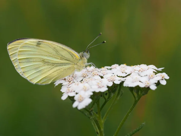 Vue Rapprochée Beau Papillon Coloré — Photo