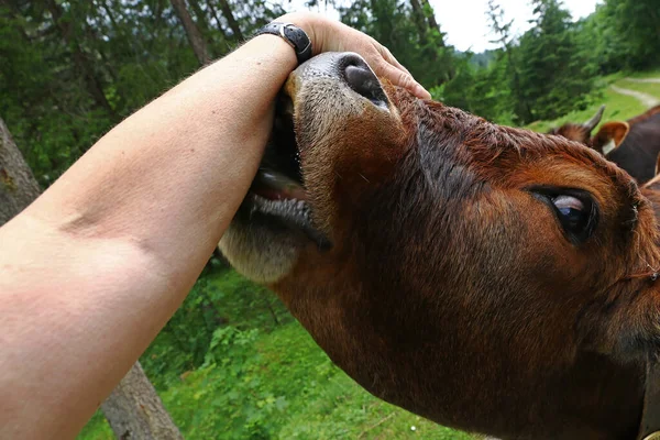 Krowa Intensywnie Liże Kobiecie Rękę Krowa Wypróbowuje Jak Smakuje Ręka — Zdjęcie stockowe