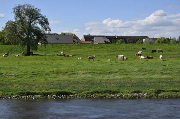 Panorama Torgau — Stock Photo, Image