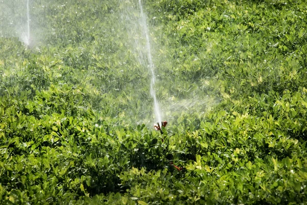 Immagine Campi Vegetali Primavera — Foto Stock