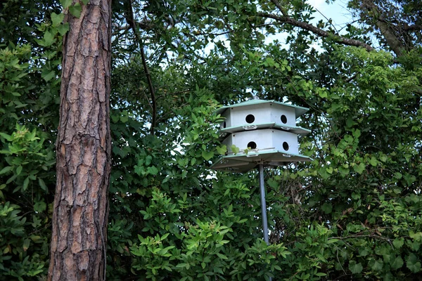 Uma Imagem Casa Pássaro — Fotografia de Stock