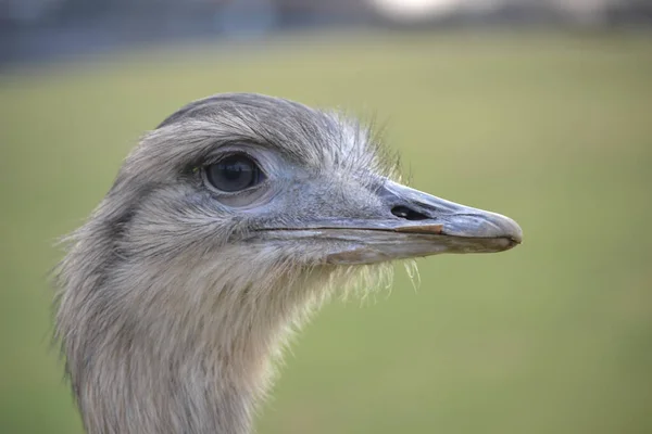 Avestruz Animal Fauna — Foto de Stock