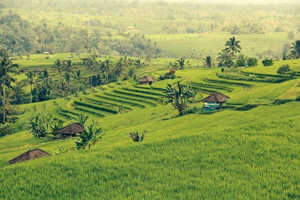 Terraços Arroz Bali — Fotografia de Stock