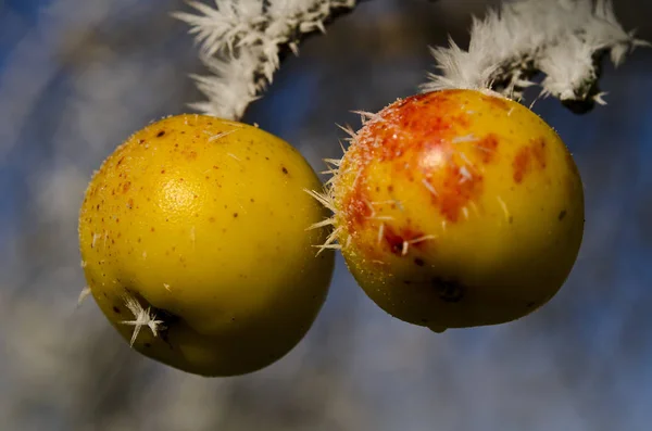 Naturskønne Syn Landbruget Selektiv Fokus - Stock-foto