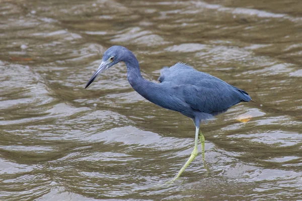 Garça Azul Busca Alimentos Nlittle Garça Azul Forragem — Fotografia de Stock