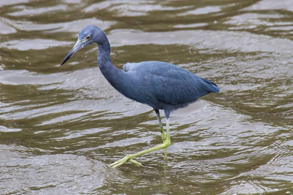 Blue Heron Search Food Nlittle Blue Heron Foraging — Stock Photo, Image