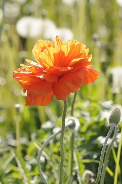 Vista Cerca Hermosas Flores Amapola Silvestre — Foto de Stock