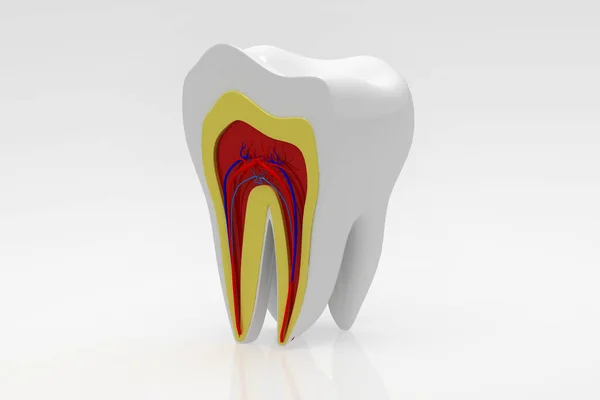 Sección Transversal Los Dientes — Foto de Stock