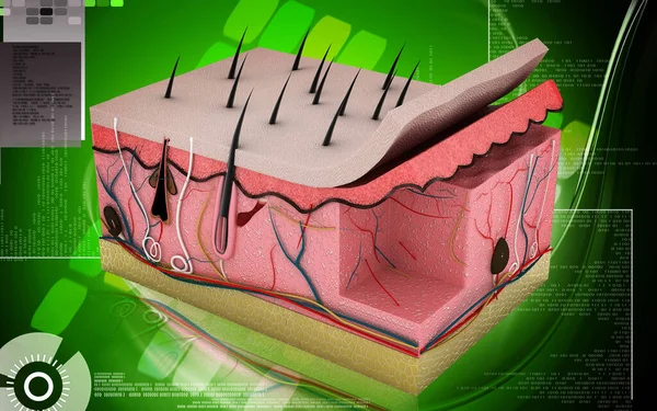Ψηφιακή Απεικόνιση Του Δέρματος Έγχρωμο Φόντο — Φωτογραφία Αρχείου