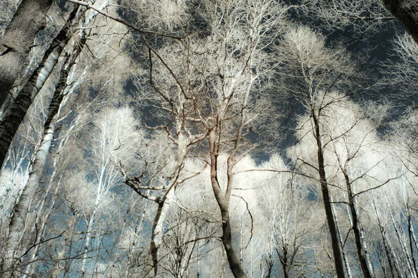 Imagen Bosque Con Filtro Canje Canal Azul Rojo — Foto de Stock