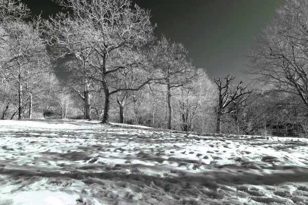 冬の風景Ir画像青赤チャンネルスワップ — ストック写真