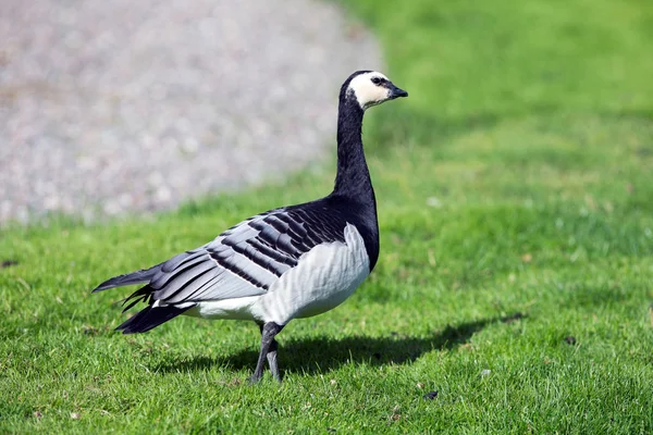 Eine Seegras Gans Auf Dem Rasen — Stockfoto