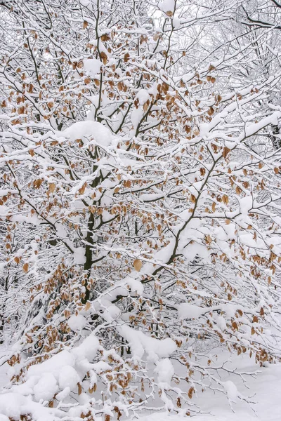 Téli Erdő Fákkal Havas Fás Táj — Stock Fotó
