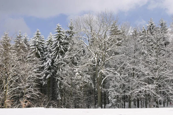 Foresta Invernale Con Alberi Paesaggio Legno Innevato — Foto Stock