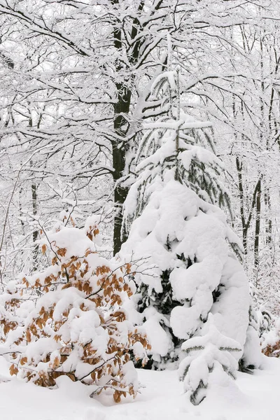 Зимний Лес Деревьями Заснеженный Лесной Пейзаж — стоковое фото