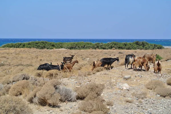 Ilha Creta Grécia — Fotografia de Stock