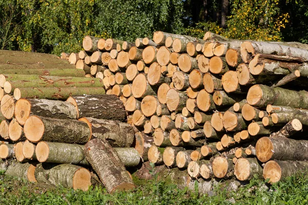 Brennholz Holzstapelholz — Stockfoto