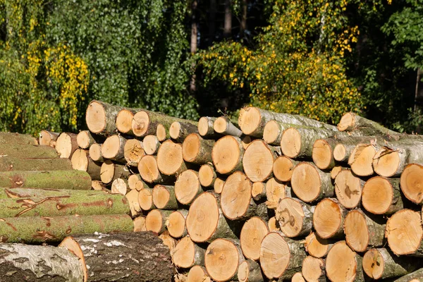 Yakacak Odun Odun Yığını Ağaç Kerestesi — Stok fotoğraf